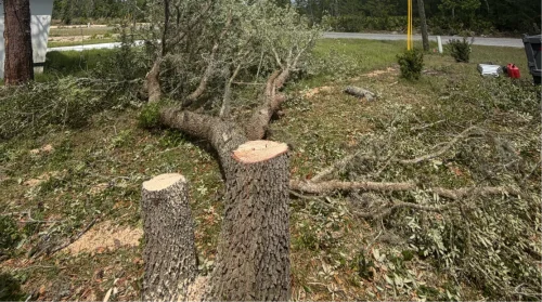 ParishTreeService TreeRemovalServices Ocklawaha, FL