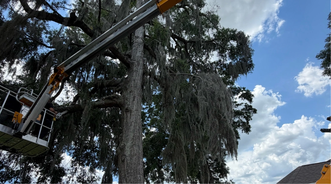 ParishTreeService TreeTrimmingServices Ocklawaha, FL ParishTreeService TreeTrimmingServices Ocklawaha, FL